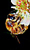 Avatar d'un abeille