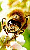 Petite image d'une abeille.