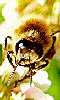 Petite image d'une abeille.