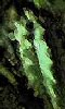 Photo sur la nature, un cactus