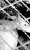 Petite photo en noir et blanc d'un canard en cage