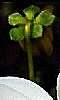 Petite photo du dos d'une fleur.