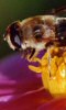 Petite photo d'un insecte, d'une abeille.