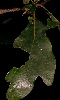 image sur la flore, une feuille de chêne