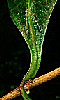 Avatar d'une feuille d'arbre verte