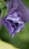 Petite photo d'une fleur bleue ou violette