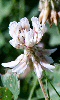 Avatar d'une fleur de graminée