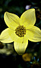 Avatar d'une fleur jaune.