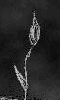 dessin sur la nature, fleur