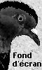 Avatar d'un pigeon - Fond d'écran