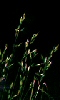 Petite photo d'herbes sauvages dans la nuit.