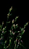 Petite photo d'herbes sauvages dans la nuit.