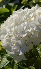 Avatar d'un hortensia blanc.