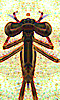 L'avatar d'un insecte.