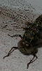 Petite photo de la t&ecircte d'une libellule.