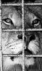 avatar d'un lion en captivité