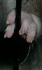 photo d'une main de rat