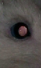 Petite photo de l'oeil rose du rat