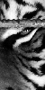 image de l'oeil du tigre