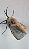 Petite photo d'un papillon de nuit