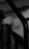 Avatar d'un rat en cage