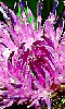 Petite photo des pétales d'une fleur de chardon
