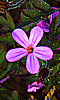 Avatar d'une petite fleur mauve.