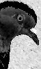 Avatar d'un pigeon