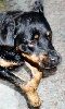 Avatar de Tara, un rottweiler