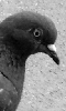 Une photo d'oiseau, un pigeon