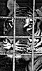 photo d'un tigre en cage