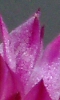 Avatar de pétales roses