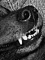 photo des dents du chien