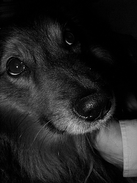 photo d'un amour de chien - en noir et blanc