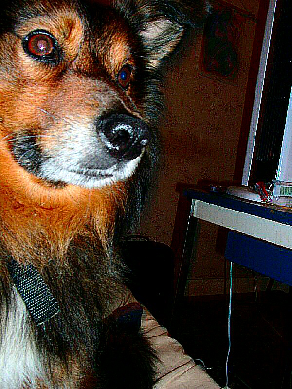 photo de l'expression du chien assis