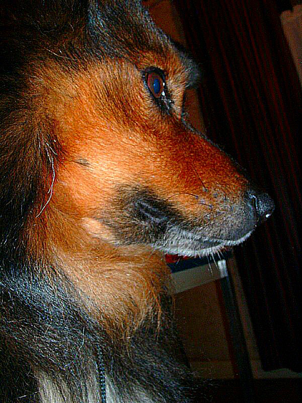 photo d'un chien - son regard