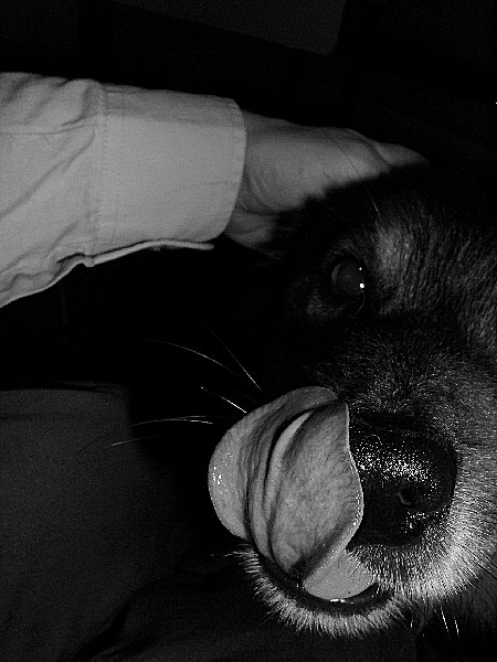 photo d'un chien heureux - du noir et blanc