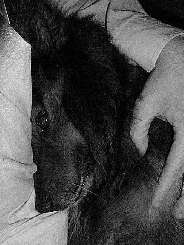 Mon chien : une photo en noir et blanc