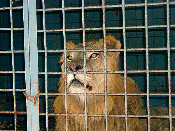 photo sur la captivité du lion