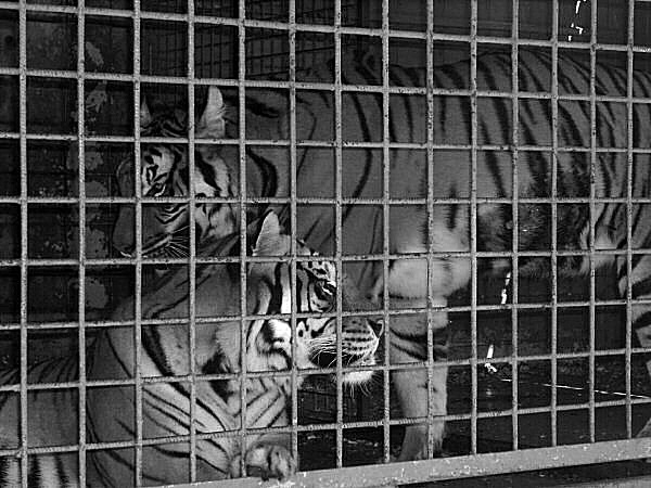 photo de deux tigres en cage