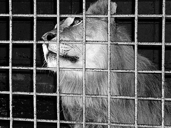 image d'un lion en cage