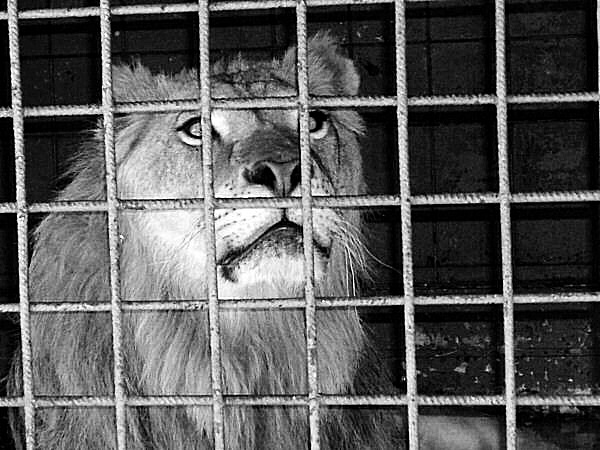 http://www.st-antigone.com/e/fauve/lion-cage.jpg