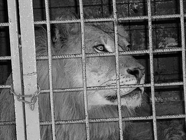 photo d'un lion en cage - en captivité