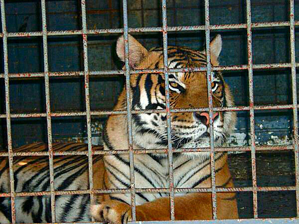 photo d'un tigre en captivité