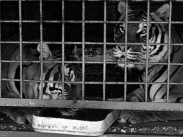 photo de deux tigres
