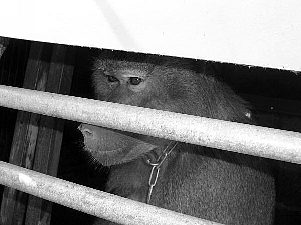 photo d'un babouin en cage
