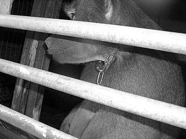 photo d'un babouin en captivité