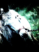 avatar d'un âne de cirque