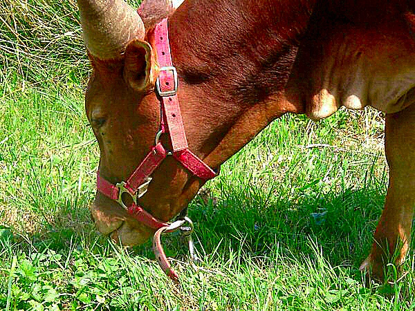 photo d'une antilope