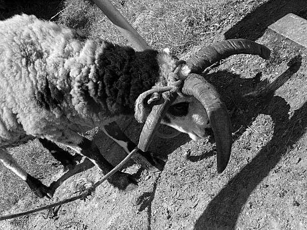 Photo en noir et blanc d'une chèvre
